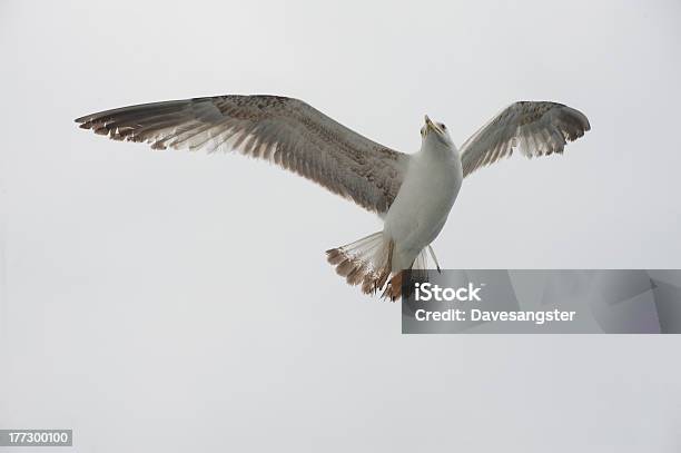 Bird With A Unusual Expression Stock Photo - Download Image Now - Animal, Animal Body Part, Animal Wing