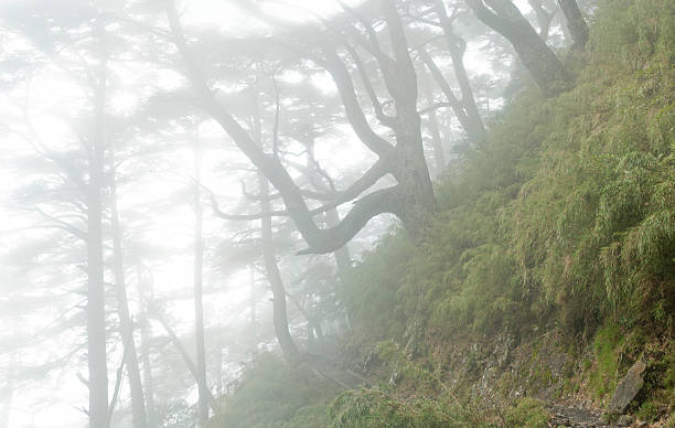 misty forest scenery with mountain trail in day stock photo