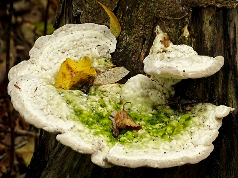 This photo was shot on a public park of Dusseldorf, Germany, in late October 2023 and depicts a colony of polypore mushrooms  thriving on a tree trunk.