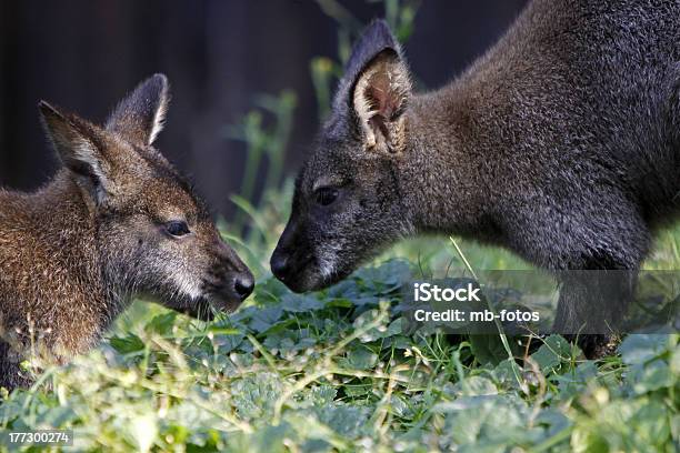 Due Kangaroos - Fotografie stock e altre immagini di Animale - Animale, Australia, Canguro