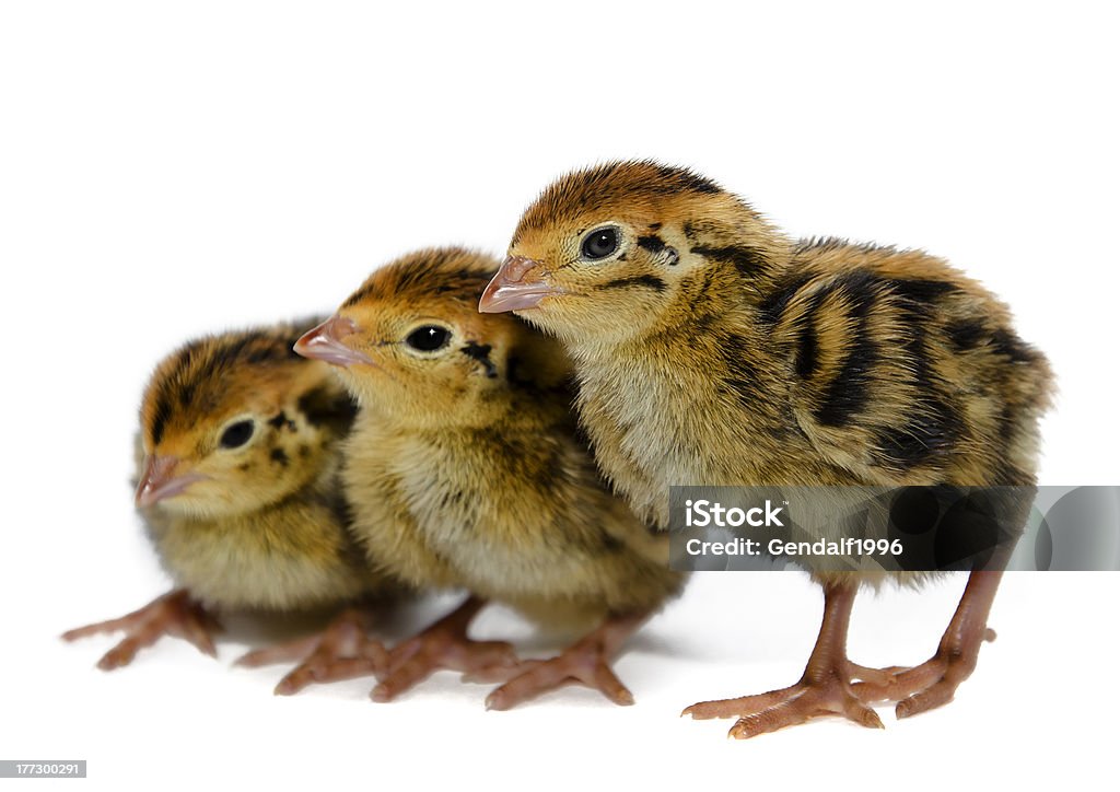 Japanese quail species Japanese quail chicken species isolated on white background Animal Stock Photo