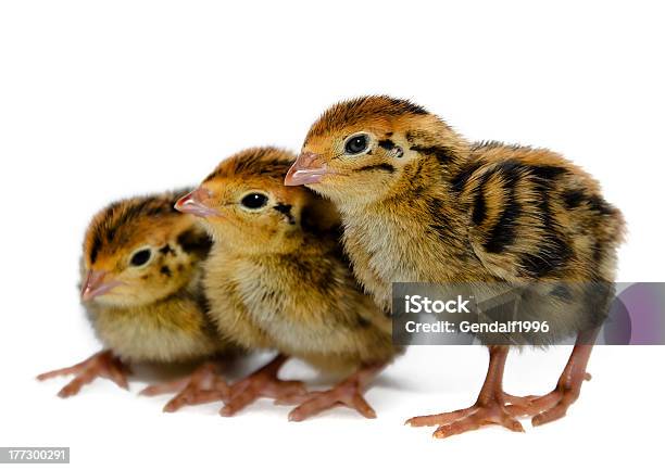 Japanese Quail Species Stock Photo - Download Image Now - Animal, Bird, Chicken - Bird