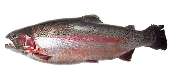 istock Large rainbow trout (Oncorhynchus mykiss) isolated on white background 177300479