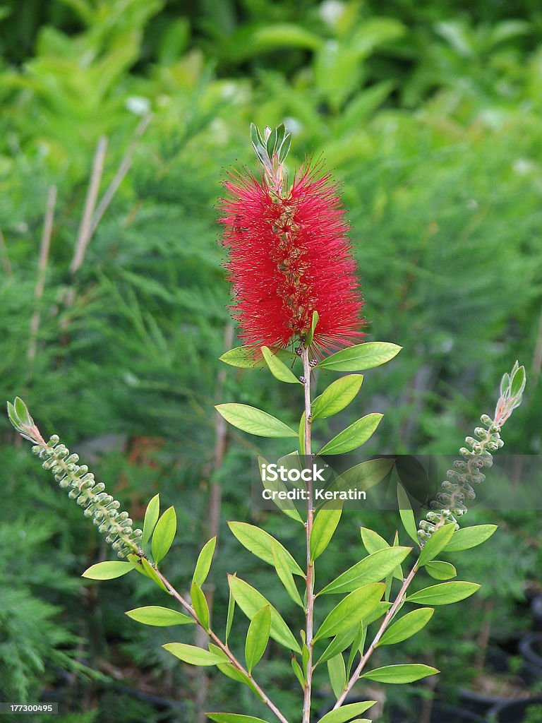 Fiore di spazzola - Foto stock royalty-free di Close-up