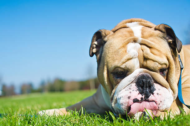 istock English Bulldog in a grass 177300575