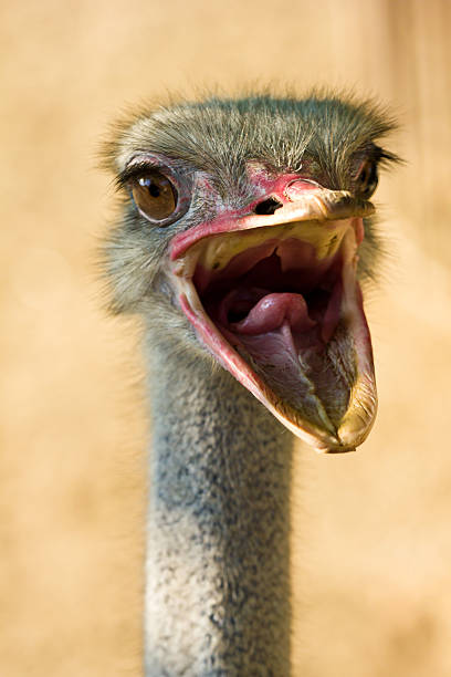 istock close up portrait of screaming ostrich 177300721