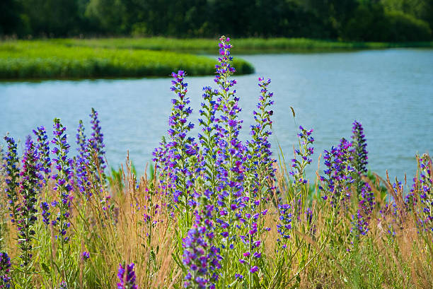 istock blue wildflowers on a background of the river 177300848