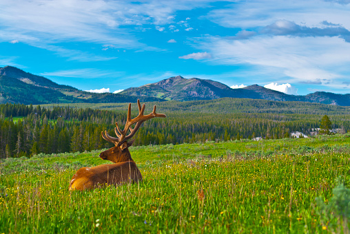 Beautiful Majestic Wild Male Elk in Yellowstone National Park