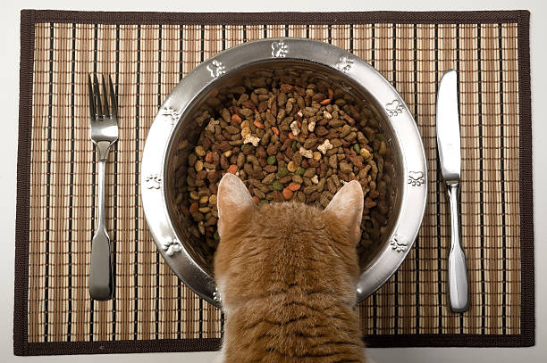 Birds eye view of orange cat eating from silver bowl stock photo