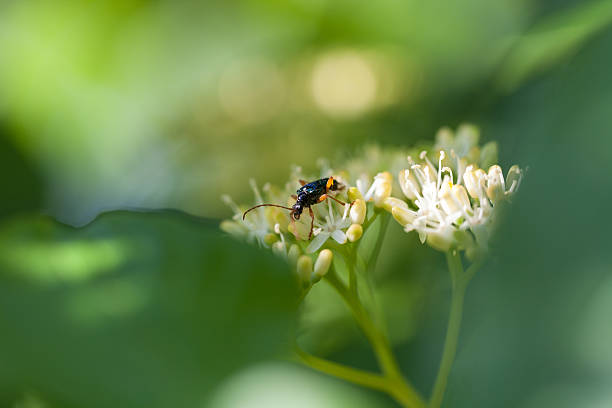 Beetle in un fiore - foto stock