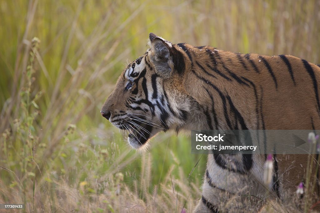 Tigre-da-Bengala selvagens na grama - Foto de stock de Animais caçando royalty-free