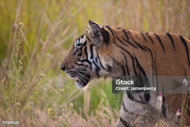 Foto de Tigredabengala Selvagens Na Grama e mais fotos de stock de Animais caçando - Animais caçando, Animais em Extinção, Animal