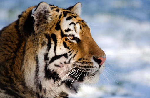 Siberian tiger profile close up against a snow background