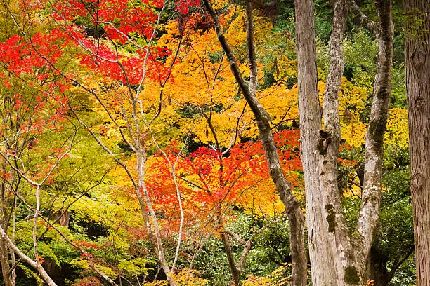 "Maples in fall colour at Ginkaku-ji, Kyoto, Japan."