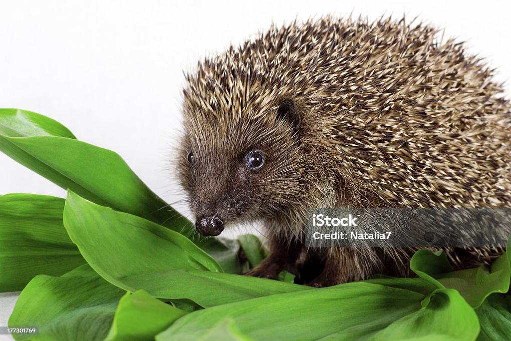 hedgehog on green leaves hedgehog on big green leaves Animal Stock Photo