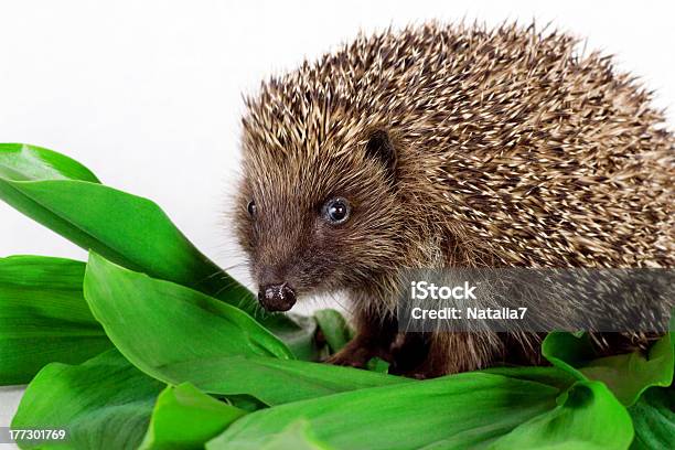 Hedgehog On Green Leaves Stock Photo - Download Image Now - Animal, Animal Hair, Animal Nose