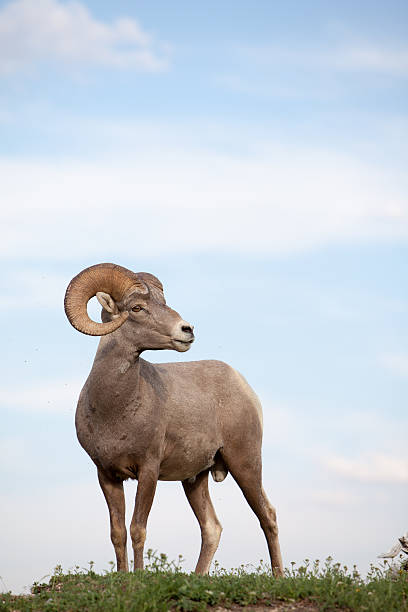 Big horn sheep male ram on top of mountain in Montana