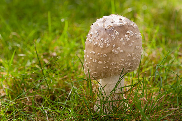 若いワイルドマッシュルーム（Amanita Rubescens ）に成長し、芝生 ストックフォト