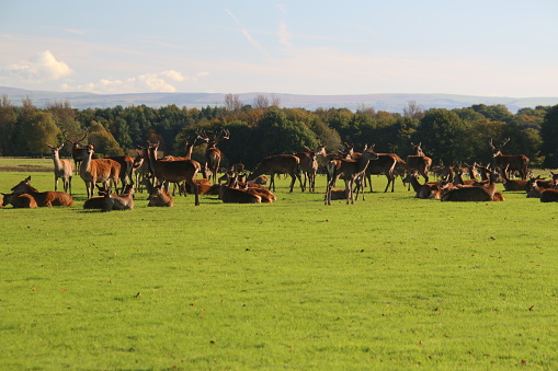A view of some Red Deer in a park in Cheshire