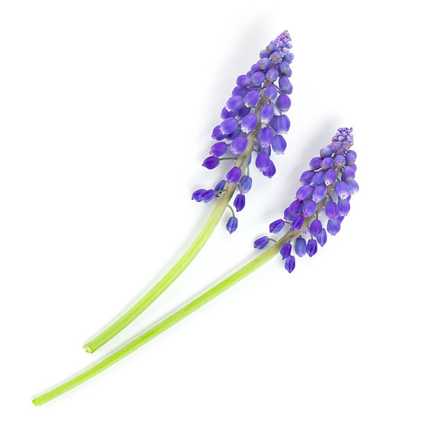 istock Lying blue hyacinth flowers 177302150