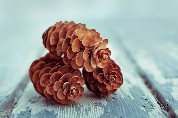 three pine cones on a scratched wooden surface stock photo