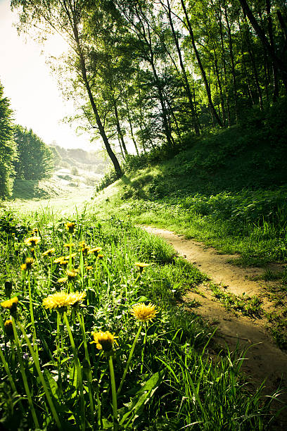 Primrose Path Ruminations 330+ Primrose Path Stock Photos, Pictures & Royalty-Free Images - iStock