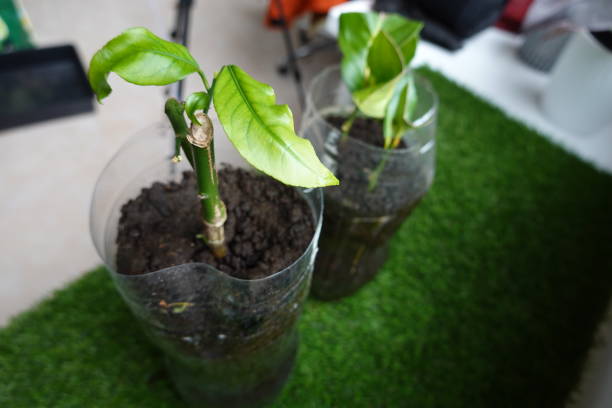 istock lemon tree cutting growing in the kitchen. recycled bottle pot to have a lemon tree by cutting. leaves sprouting from young lemon tree. 1773024250