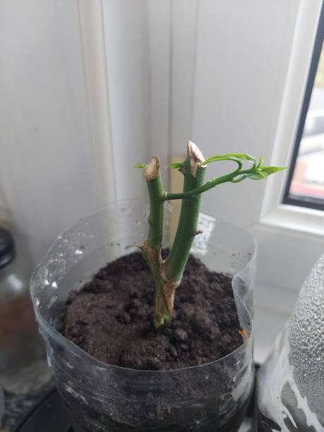 istock lemon tree cutting growing in the kitchen. recycled bottle pot to have a lemon tree by cutting. leaves sprouting from young lemon tree. 1773024263