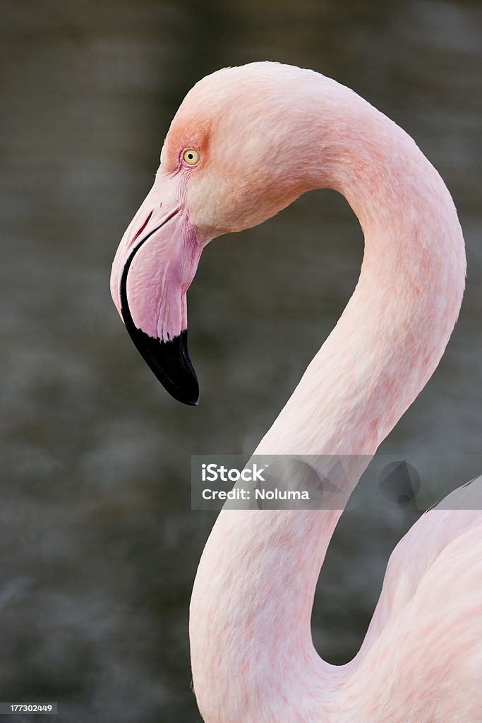 Rosaflamingo - Royalty-free Animal Foto de stock