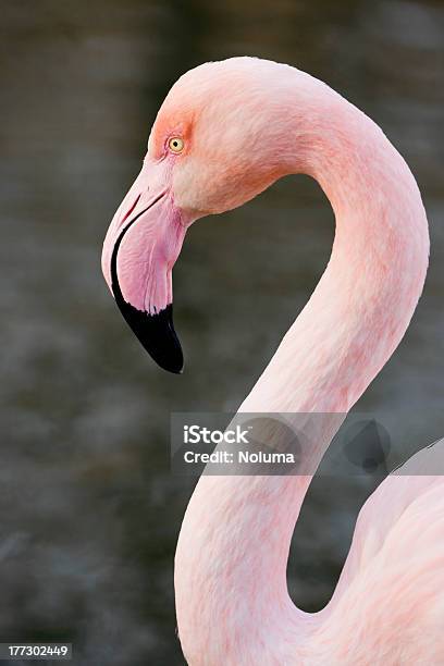 Rosaflamingo - Fotografias de stock e mais imagens de Animal - Animal, Ave aquática, Branco