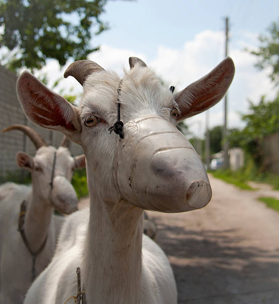 Goat wearing a mask