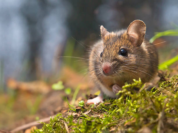 istock mouse in natural habitat 177302691