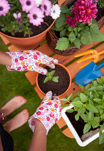 pracy w ogrodzie - single flower small agriculture nature zdjęcia i obrazy z banku zdjęć