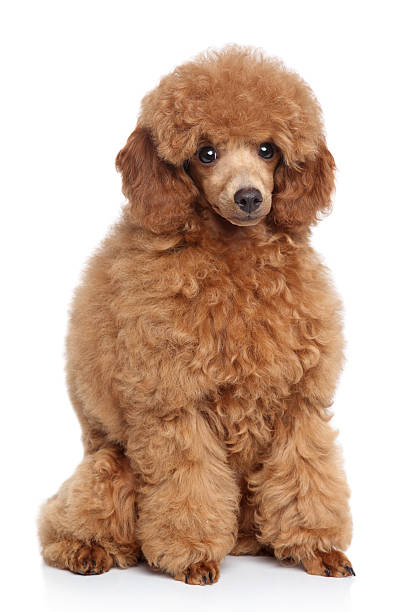 istock Little toy poodle portrait 177303125