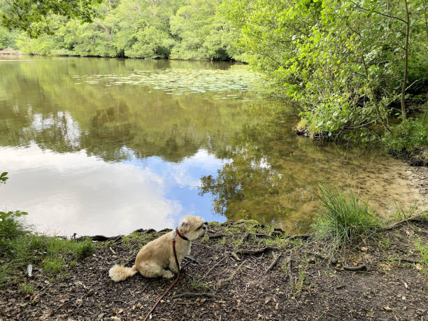 istock A view of Blake Mere Lake 1773031393
