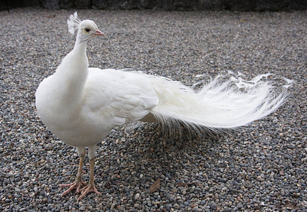 Albino peacock stock photo