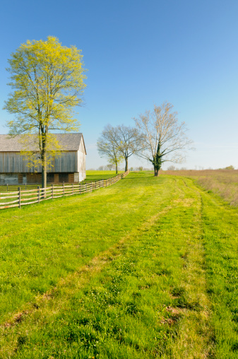 Bright morning sun lighting trees and farm.Please see other images: