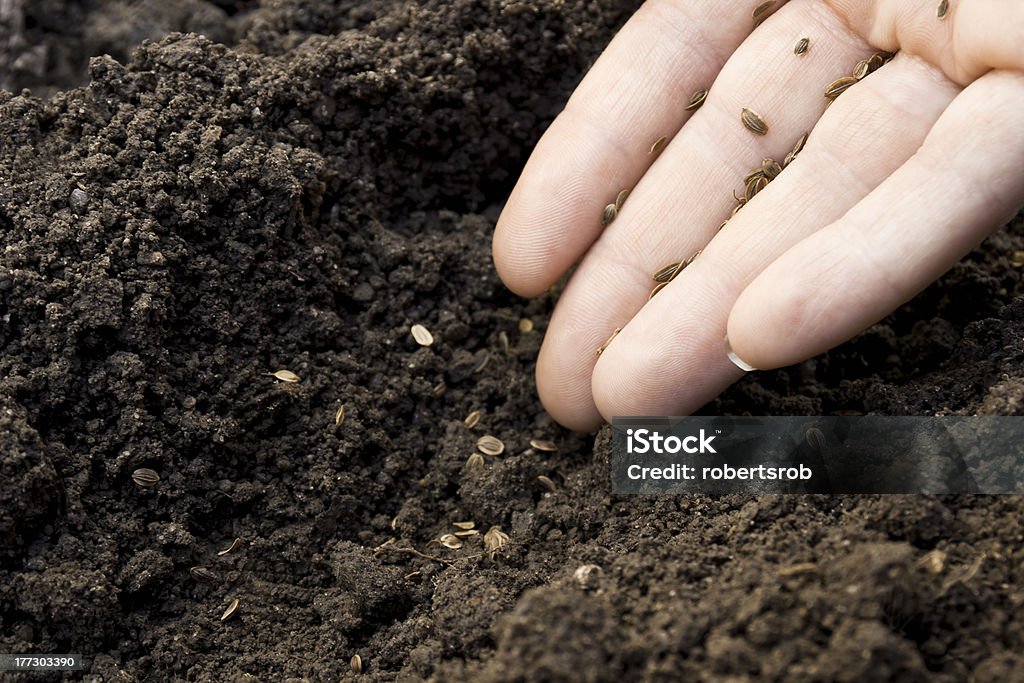 seeds sowing seeds into the ground Agriculture Stock Photo