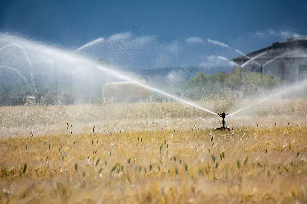 Agricultural Sprinkler irrigating a wheat field before a storm.