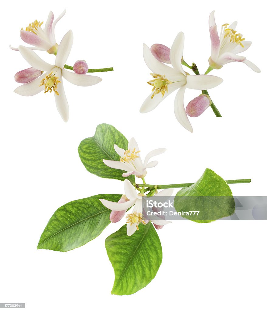 Những Cành Cây Chanh Nở Rộ Hình ảnh Sẵn có - Tải xuống Hình ảnh ...