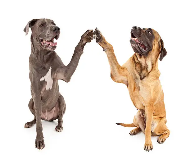 Photo of Great Dane and Mastiff Dogs Shaking Hands