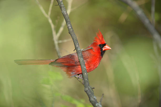 Northern Cardinal stock photo