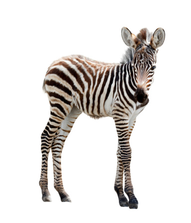 Zoo single young burchell zebra isolated on white background