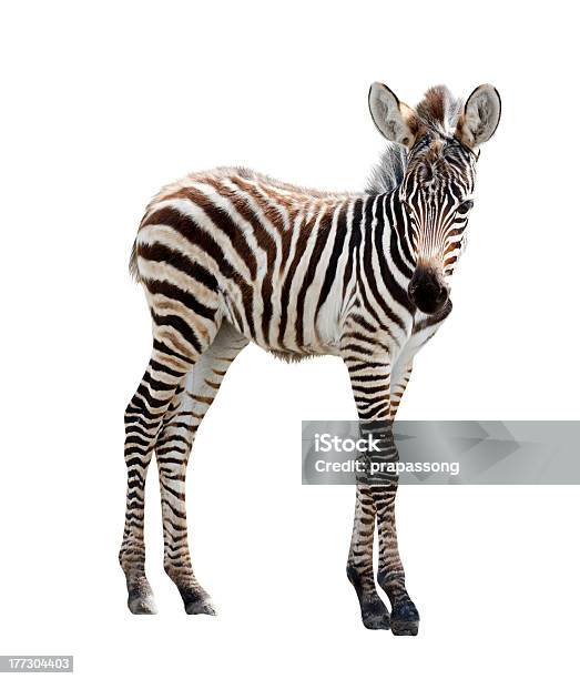 Zoo Single Young Burchell Zebra Stock Photo - Download Image Now - Zebra, White Background, Young Animal