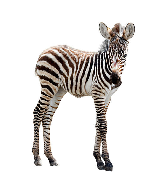 zoo jeden młody burchell zebra - zebra animal isolated young animal zdjęcia i obrazy z banku zdjęć