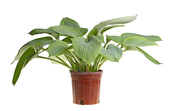 Isolated plant of a blue hosta Large plant of blue-leaved hosta cultivar Guardian Angel in a red plastic pot isolated against white pics of guardian angels stock pictures, royalty-free photos & images