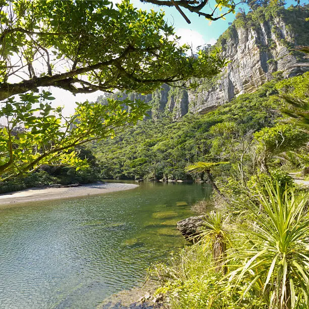 "Lush green vegetation in sub-tropical rainforest along Pororai River, West Coast, South Island, New Zealand"