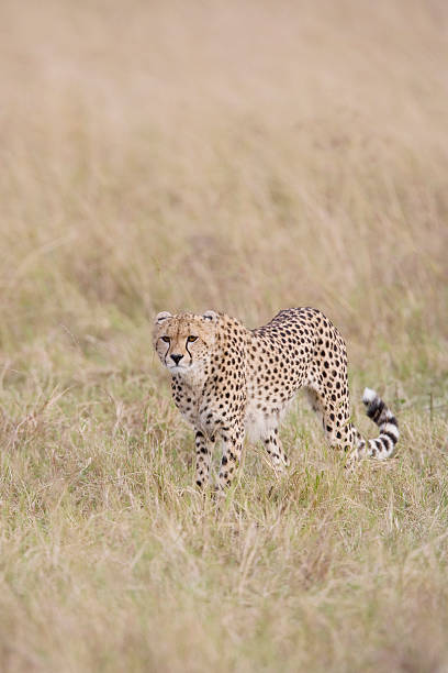 istock Female Cheetah walking across the Masai Mara 177304579