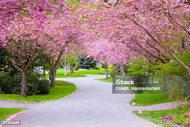 Hermoso Árbol De Cerezo Lane Foto de stock y más banco de imágenes de Primavera - Estación - Primavera - Estación, Vía, Flor de cerezo