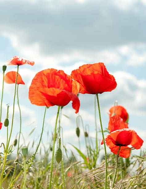 coquelicot - flower blumenwiese meadow flower head photos et images de collection